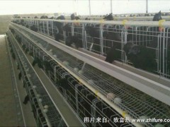 蛋鸡笼的规格尺寸