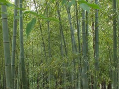 环嗪酮杀竹子怎么用?3至8月用水剂喷洒灌根或颗粒剂撒施