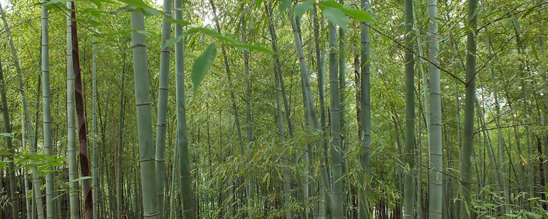 环嗪酮杀竹子怎么用？3至8月用水剂喷洒灌根或颗粒剂撒施