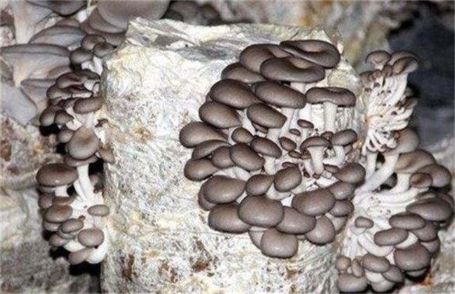 平菇种植 常见误区