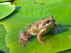 青蛙后腿几个脚趾头？