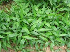 淡竹叶的种植技术