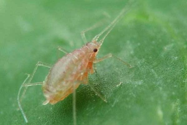 蚜虫用什么药怎么治 治蚜虫的偏方最快方法