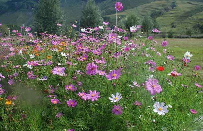 格桑花花语和传说