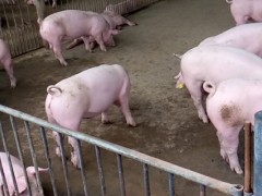 猪一千斤料用多少苏打？