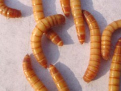 黄粉虫如何将成虫和卵分出来？