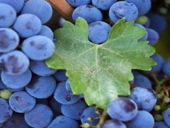 蓝莓表面的白霜是什么？