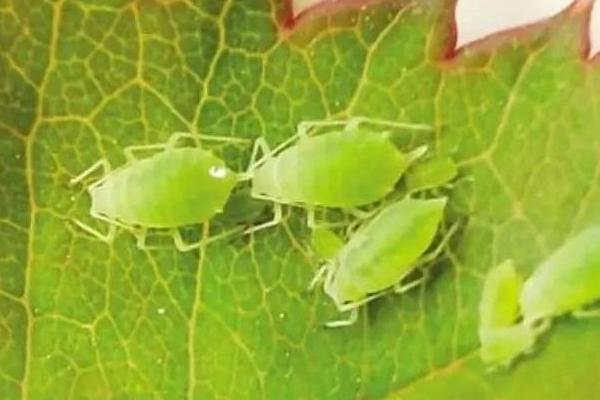 蚜虫用什么药怎么治 治蚜虫的偏方最快方法