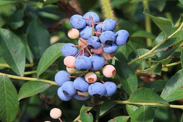 蓝莓叶子干枯怎么办 蓝莓什么季节种植