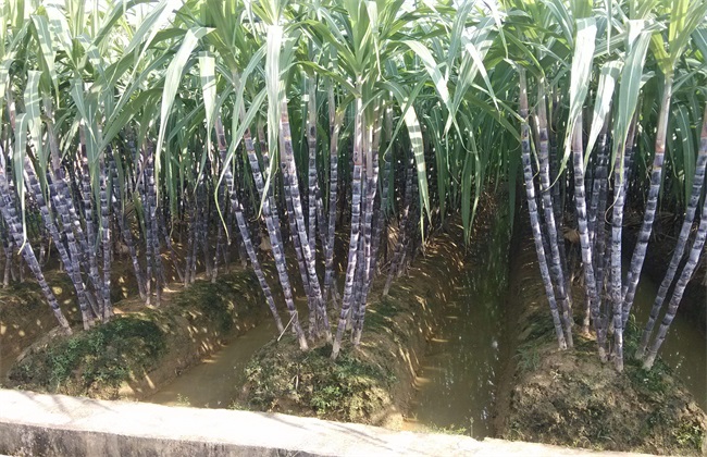 甘蔗 条件 种植