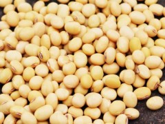 黑龙江大豆种植和产量？