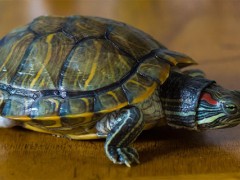 乌龟缩在龟壳里面不动为什么？