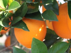 脐橙木虱打什么农药持效更长？