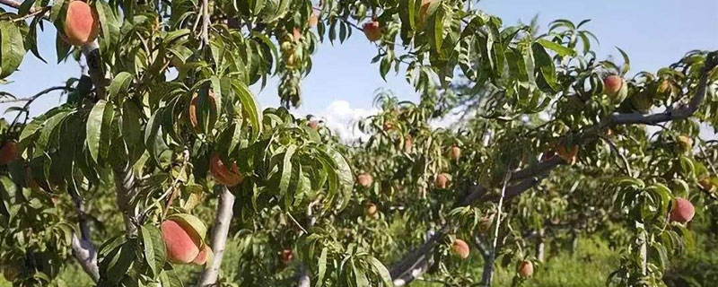桃树缩叶病的防治方法