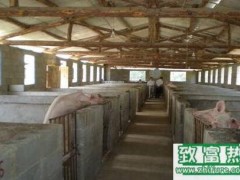 猪场建设注意要点