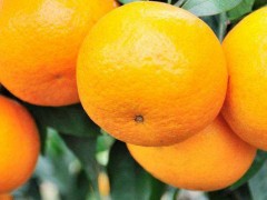 柑橘什么时候喷矿物油？