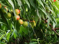 主干型桃树的种植密度？