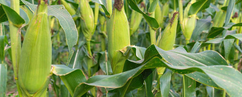 黄淮海耐高温玉米品种