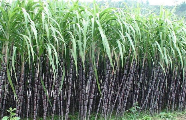甘蔗 条件 种植