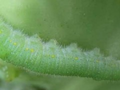 苏云金杆菌兑水比例？
