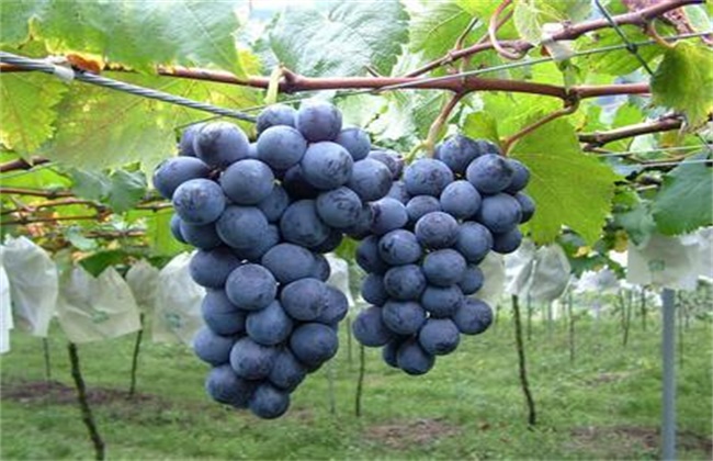 巨峰葡萄几月份成熟上市