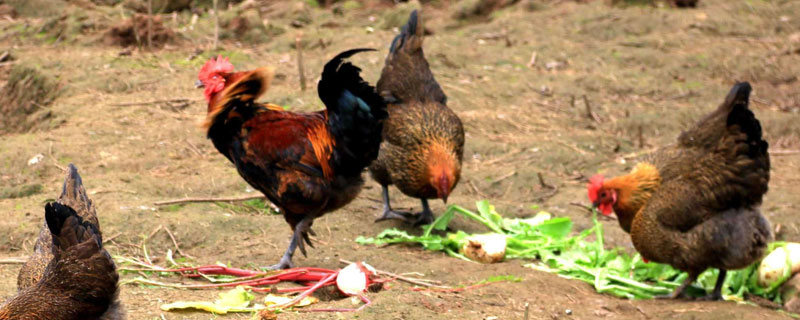 林地建<a href=https://www.dadasou.com/ny/yangzhi/ target=_blank class=infotextkey>养殖</a>场违法吗