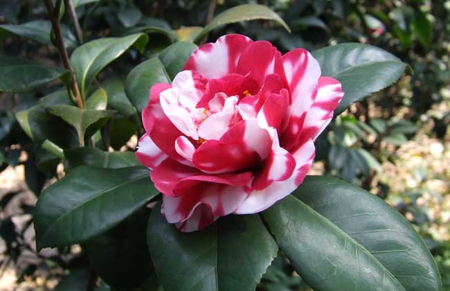 山茶花的<a href=https://www.dadasou.com/ny/yangzhi/ target=_blank class=infotextkey>养殖</a>方法