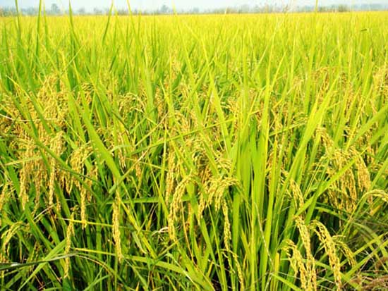 水稻生长后期高产栽培要点
