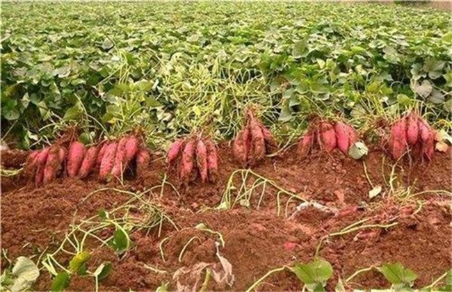 红薯后期 如何施肥