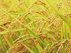 水稻根茎叶的外形特点？