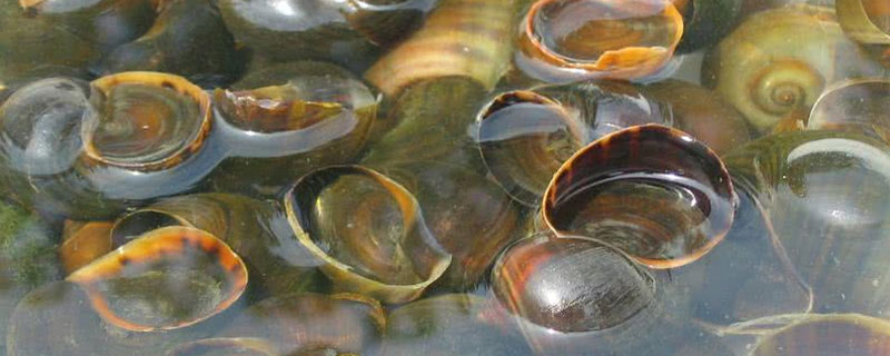 福寿螺会污染水质吗