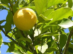 柠檬籽种出来能结果吗？