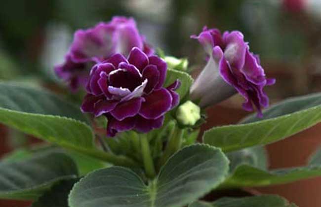 非洲紫罗兰的繁殖方法