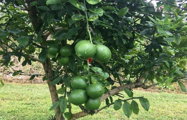 夏威夷果 种植 技术