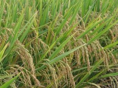 水稻恶苗病俗称什么？