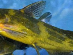 黄颡鱼和黄骨鱼的区别？