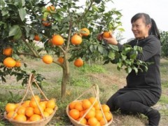 红美人柑橘种植技术