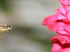 蜜蜂中毒阿托品用量？