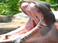 饲养员用什么方式让河马张开嘴巴检查牙齿？