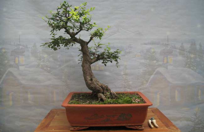 榆树盆景养护与制作