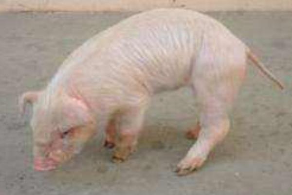 夏季养猪应防哪些病
