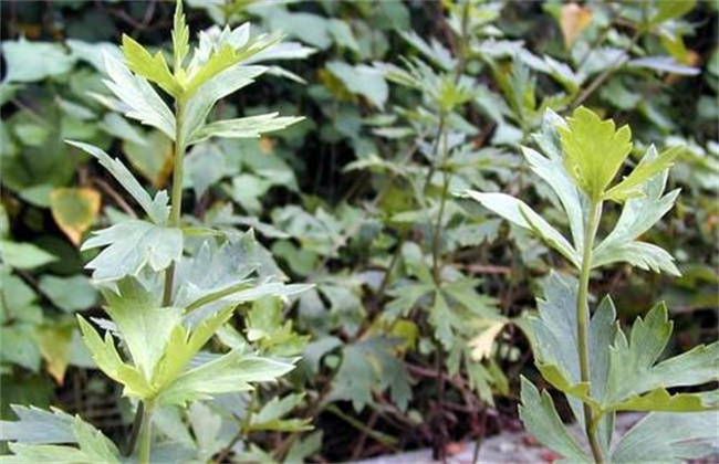 附子的种植要求