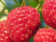 树莓种植条件和区域？