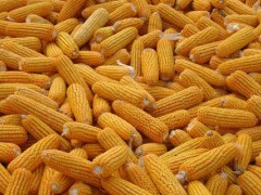 玉米控释肥使用方法？