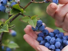 蓝莓绿宝石可以种在北方吗？