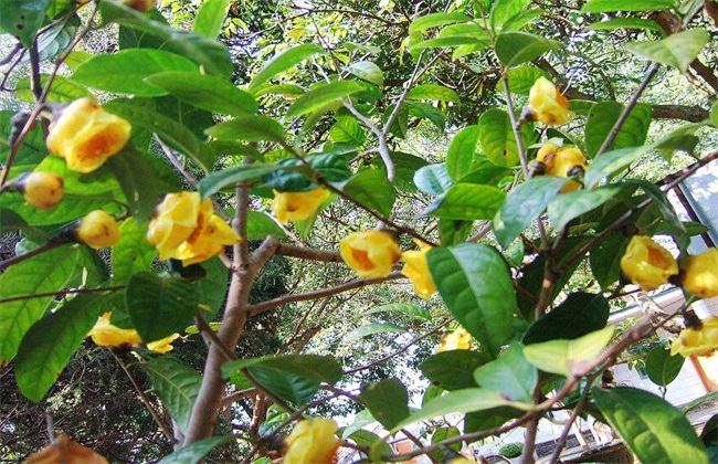 金花茶 种植 方法