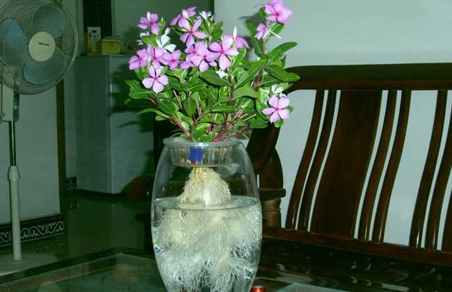 水培花卉