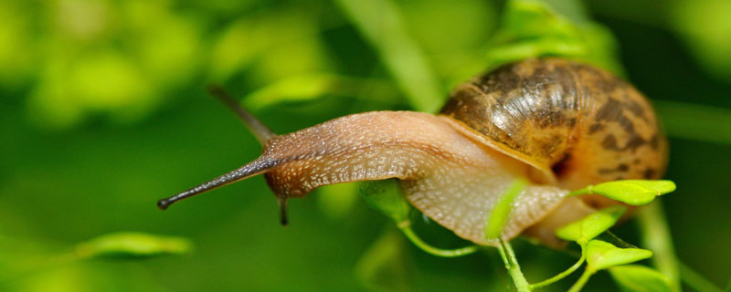 蜗牛为什么会脱壳