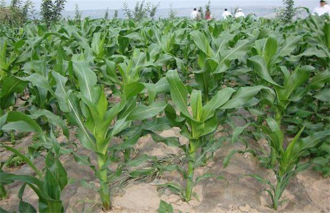 影响玉米 播种时间 因素