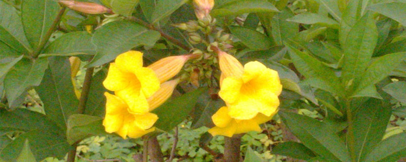 黄蝉花能在家里<a href=https://www.dadasou.com/ny/yangzhi/ target=_blank class=infotextkey>养殖</a>吗